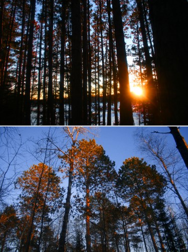 crownedpinessettingsun