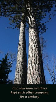 two lonesome brothers kept each other company for a century