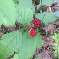 88DE9DF1-2B5B-44EA-AD0D-80A6E7E6A134